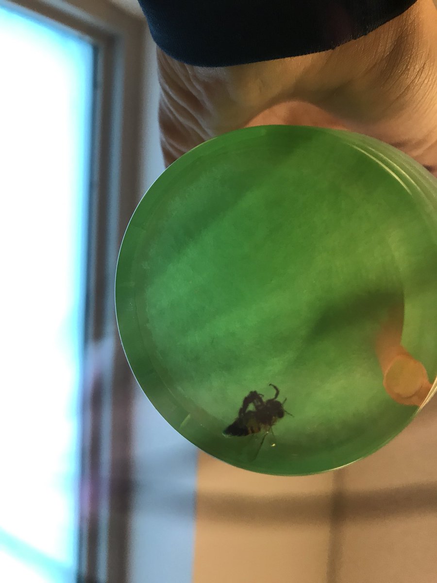 alexafig02's tweet photo. I️ didn’t see this on the menu🐝 @dutchbrosaz https://t.co/FzV6PvPUYl