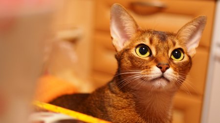 DiminskyVictor's tweet image. ABYSSINIAN_TIGER) KIEV_01_18