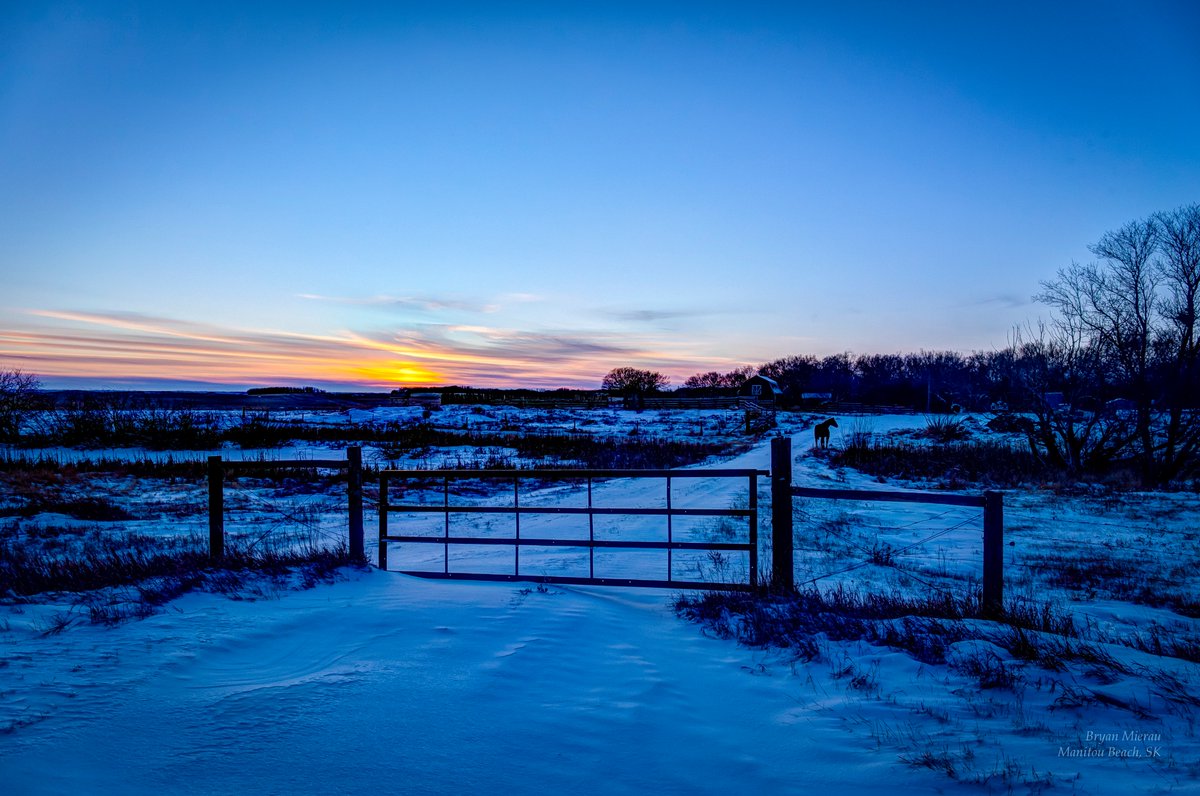 BryanMierau's tweet photo. Lonely horse in winter #saskatchewan #manitoumoments #yxe #ExploreSask @prairiesnorth @GlobalSaskatoon #sunsetwx @Sask411 @saskretweeter #explorecanada #imagesofcanada #tourismsask #canoncanada #canon6d #meanwhileinsask #deadseaofcanada #CBCSKWinter @PQuinlanGlobal #sunset https://t.co/mJLY82pIGi