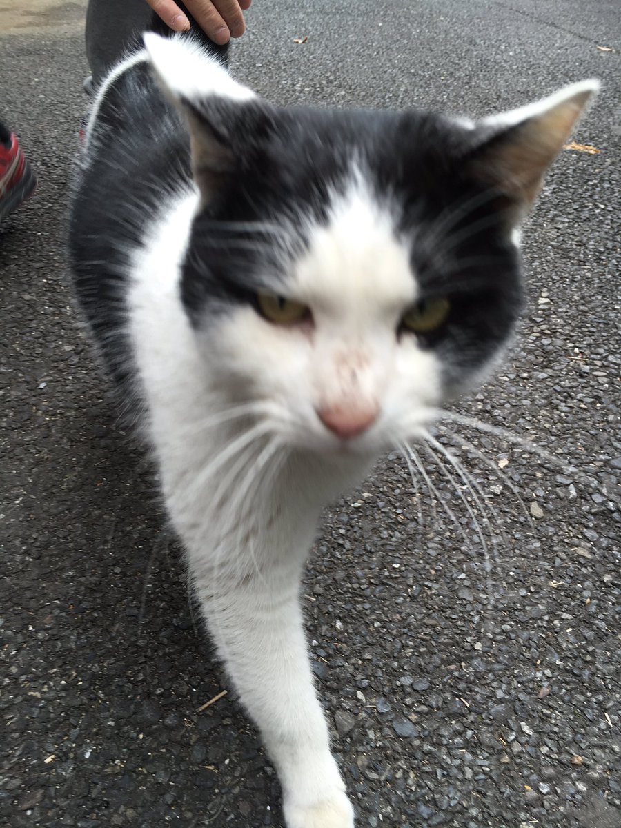 hachichobi's tweet photo. 昨日から我が家に来ている迷い猫ちゃん。
首輪してるし人懐こいし何処の子なの( ；∀；) https://t.co/bNJnCJkGu5