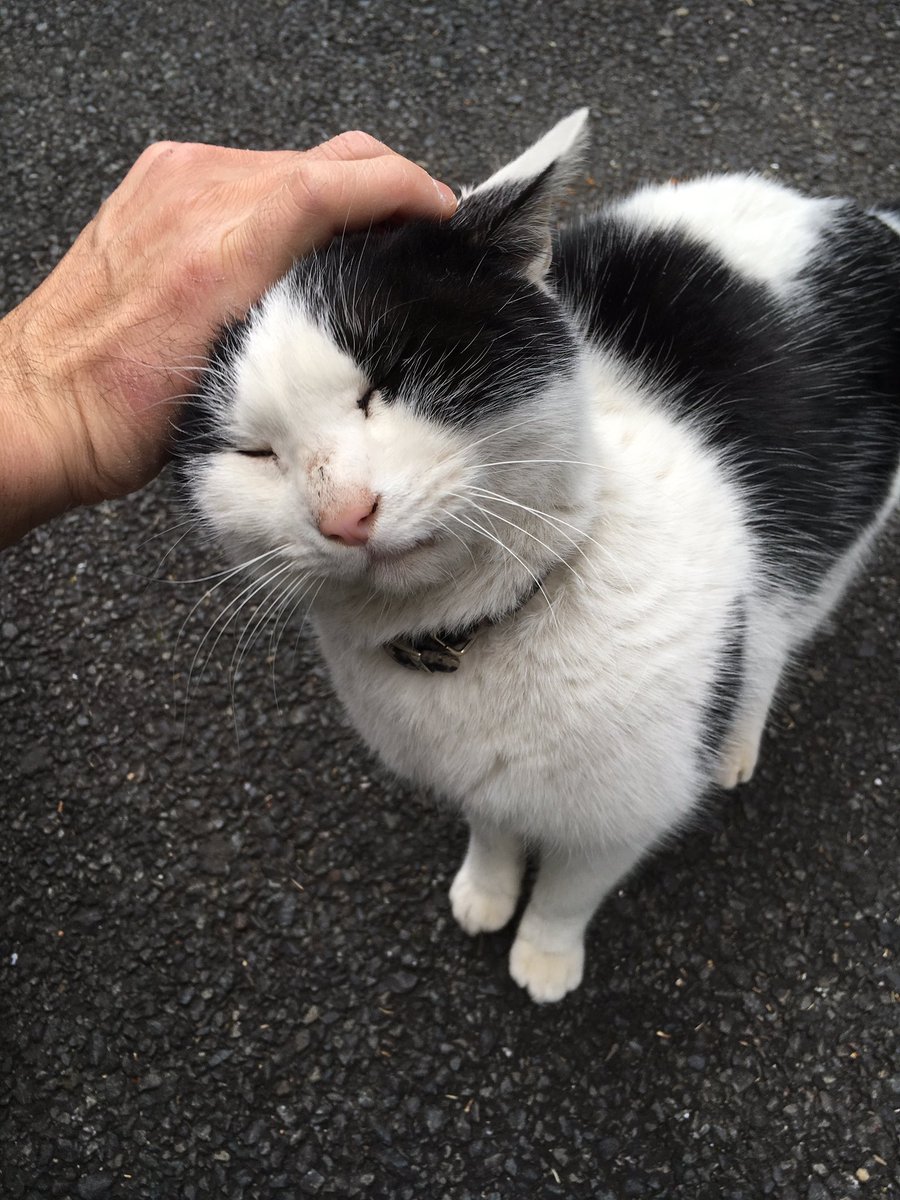 hachichobi's tweet photo. 昨日から我が家に来ている迷い猫ちゃん。
首輪してるし人懐こいし何処の子なの( ；∀；) https://t.co/bNJnCJkGu5