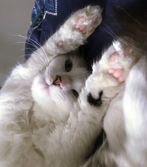 Is it a bird? Is it a plane? No&hellip; it&rsquo;s SUPER FLOOF!! https://t.co/OY9AD4Bduv