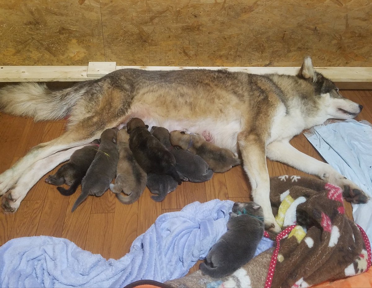 wild_bullet's tweet photo. Before→(4days)→After
#BeforeAfterシリーズ
#今日のオオカミ犬
#狼犬 #ウルフドッグ #wolfdays #hybridwolf https://t.co/fRPcxGvwI8