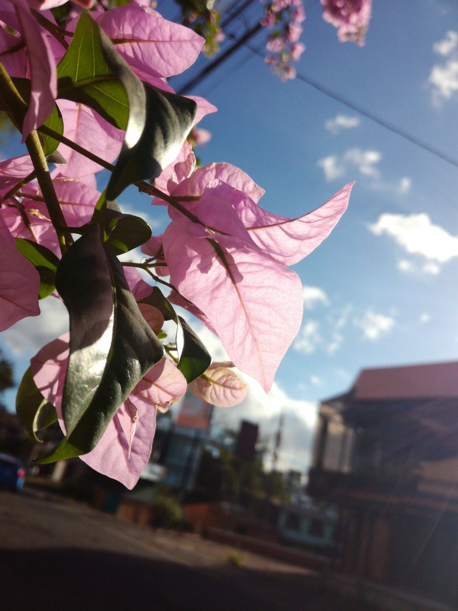 VBlogs1's tweet image. Nature🌸😊