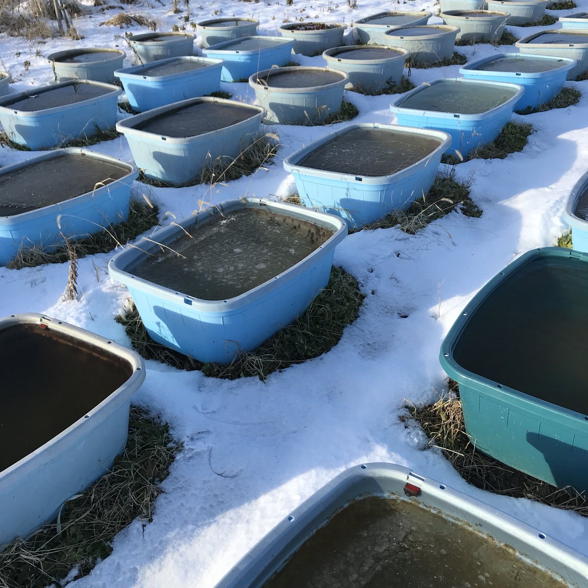 ジャンボタライ