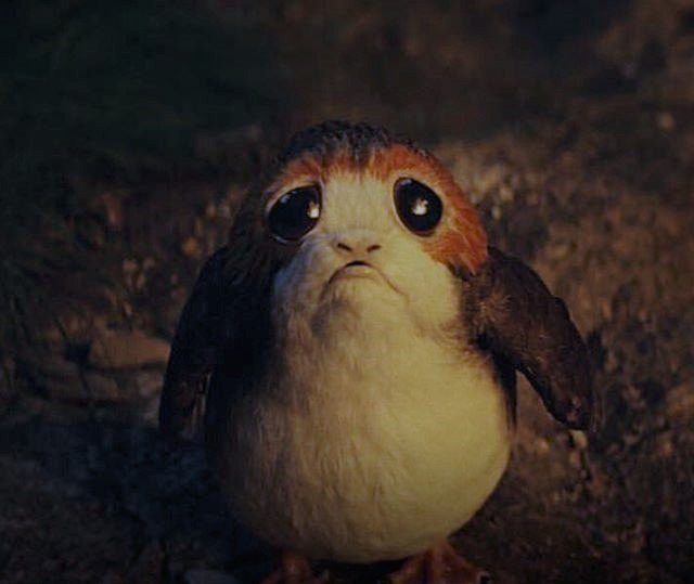 This is Siv. Deeply upset that his friends porgot his birthday. 13/10 would beg for porgiveness