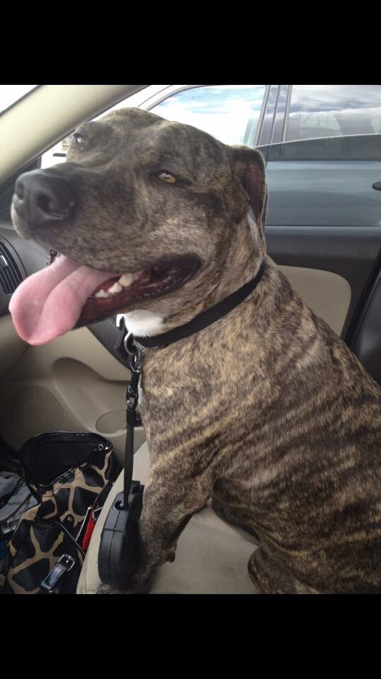 BritniJaaay's tweet photo. Capone is on my mind so much right now..I feel him all the time. It hurts my heart 💔 I miss you sweet baby boy. I can’t wait to hug you again. https://t.co/g57aTLlqUs