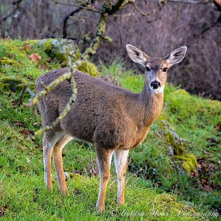 GoldenHourPics's tweet photo. Hello, darling 🦌 
Black tailed deer can be found all over Vancouver Island.
.
.
.

#yyj #westcoast #naturephotography #nature #naturepics #photography #goldenhour #bc #westcoastbestcoast #pictures #art #natureart #VancouverIsland #wildlife #wildlifephotography #sharecangeo #… https://t.co/MAJP5sBduh
