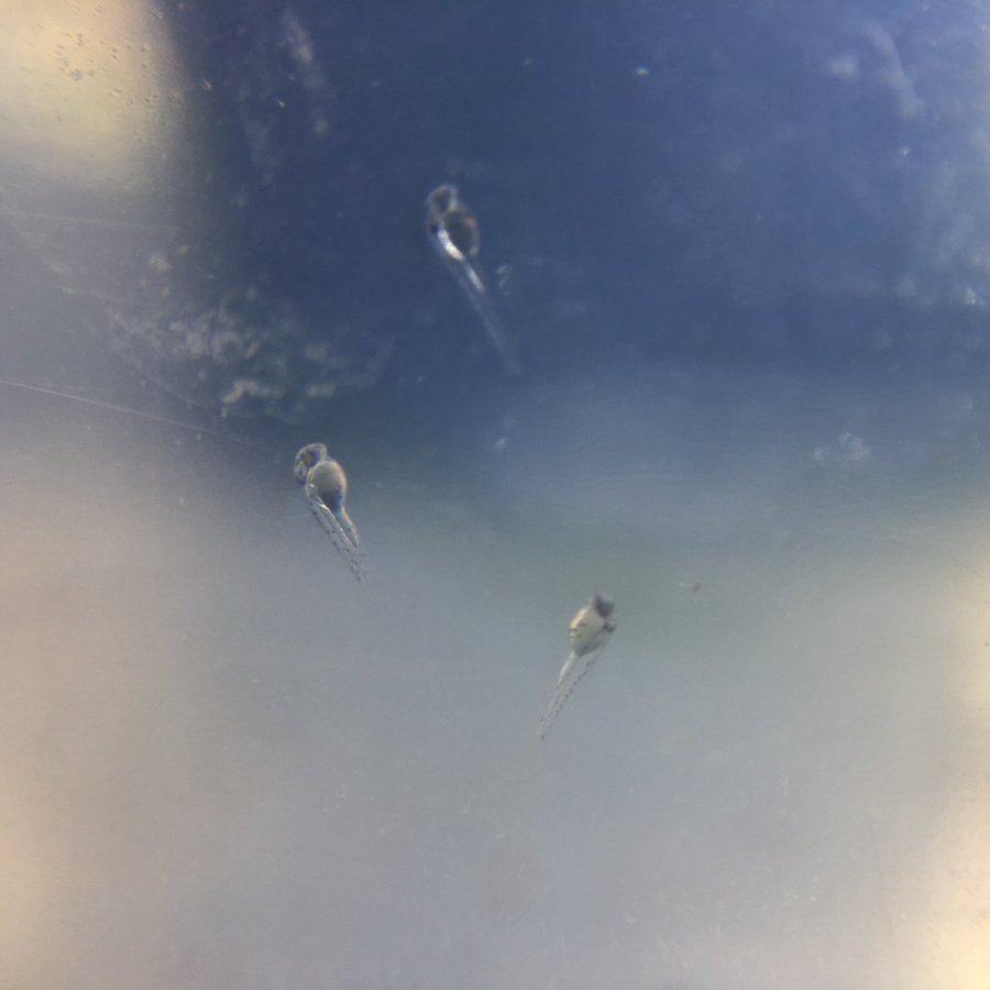 アカヒレの成魚や稚魚の大きさについて 熱帯魚 淡水魚 海水魚の図鑑