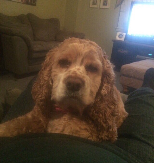 LibbsLife's tweet image. With a sad and heavy heart we would like to tell all of @LibbsLife followers that Libby has passed. Libby was with us for 10 yrs. we have hole  in our hearts that will take a long time to heal. RIP Lib ❤️❤️❤️❤️