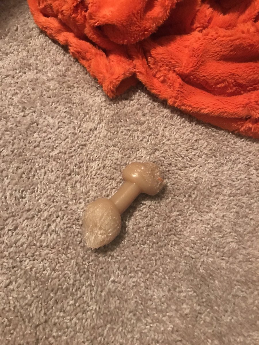 kadyrogers's tweet photo. Whoever thinks a LEGO is the most painful thing to step on has never tripped over one of these. #dogmom https://t.co/63Hs22GfVO
