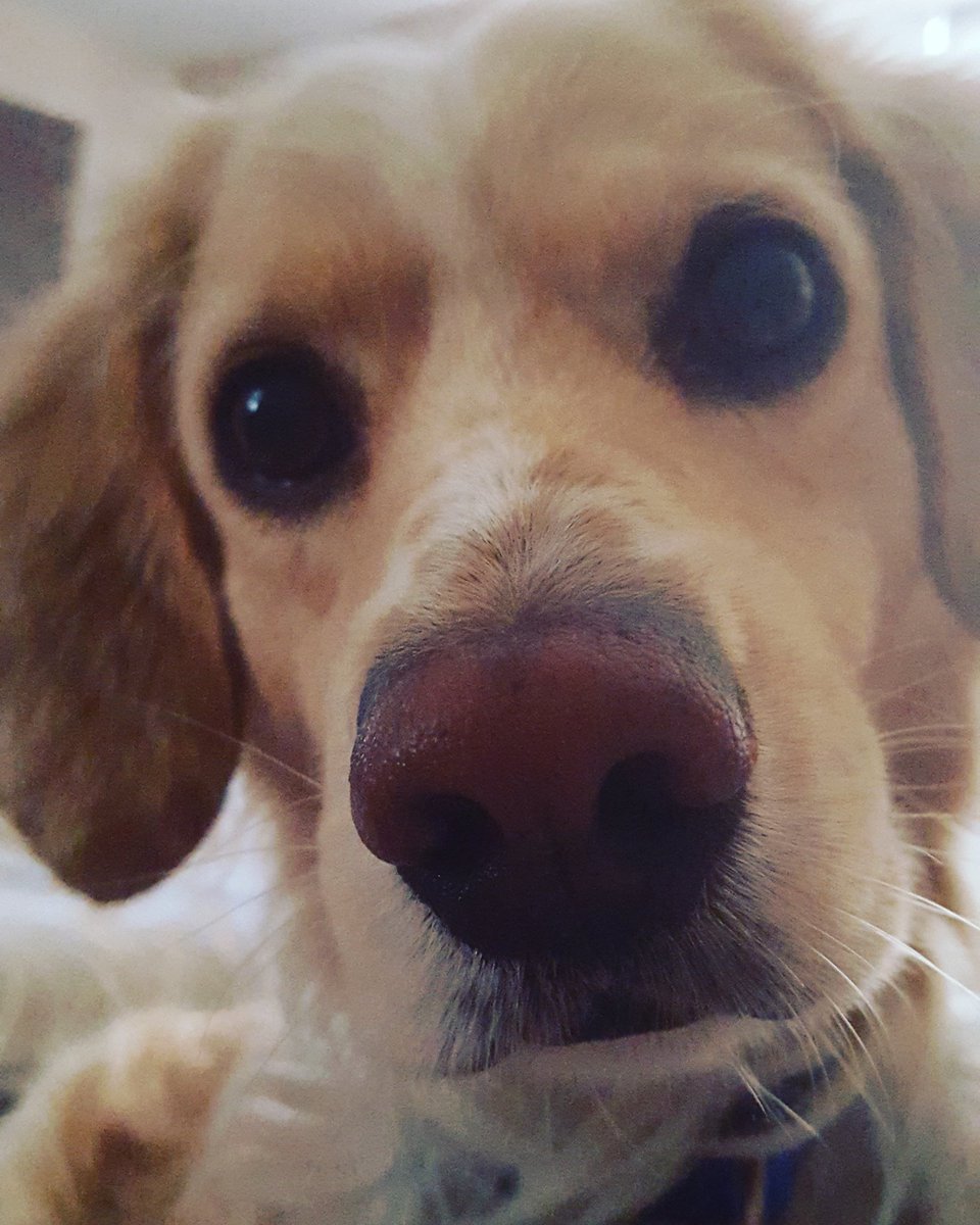 Please keep my baby boy in your prayers. We had an emergency vet visit today and he's not doing so great. This pup has been with me through a ton of hard stuff. Hospital stays, sickness, and loss. He came into my life at a very hard time for me and made life better. #scared