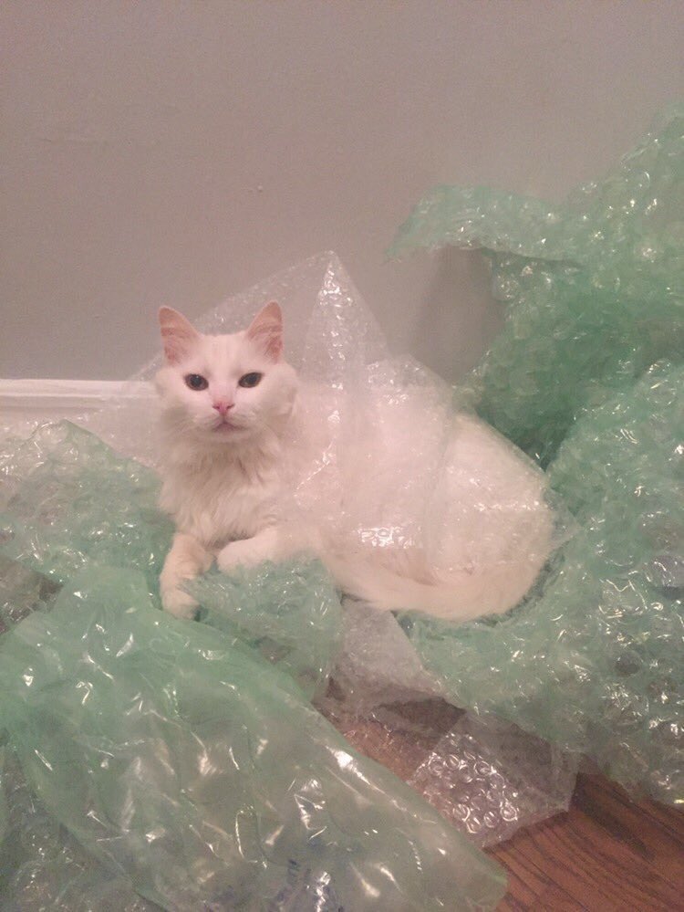 The best cat in the universe dropped his body today. All hail the great Khan!  Travel on great warrior!! Thanks for purring for a little while in this dimension.