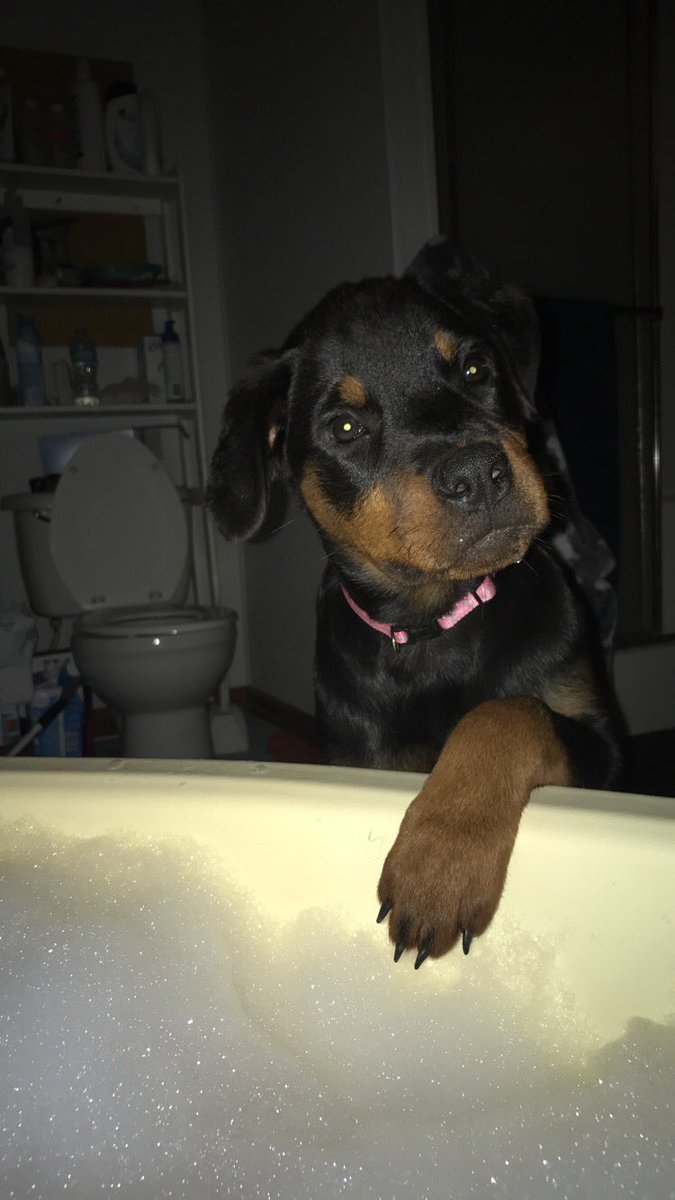 Sidra_Greenwald's tweet photo. So I’m taking a bath and at first I was like “awh she wants to take a bath with me lol” AND THEN THE BITCH JUMPED IN https://t.co/RHwcJcdrnj
