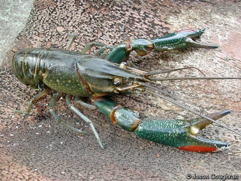 RicciardiLab's tweet photo. S. Africa has no native crayfish but 2 spp are established in the wild: the red swamp crayfish (Procambarus clarkii) & redclaw (Cherax quadricarinatus), both introduced worldwide. Red swamp crays are also invading the Great Lakes (and we're watching them). https://t.co/hoJ54ABUML https://t.co/7W7eAQA3a4
