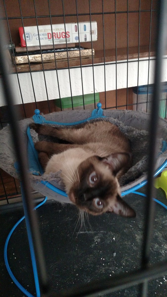 Taylorcramer11's tweet photo. @duncantrussell @CoraKeegan Here are some pics of cats up for adoption , to quote Mitch Hedberg it's the cycle of Kitty's https://t.co/LtxG0fgsnO
