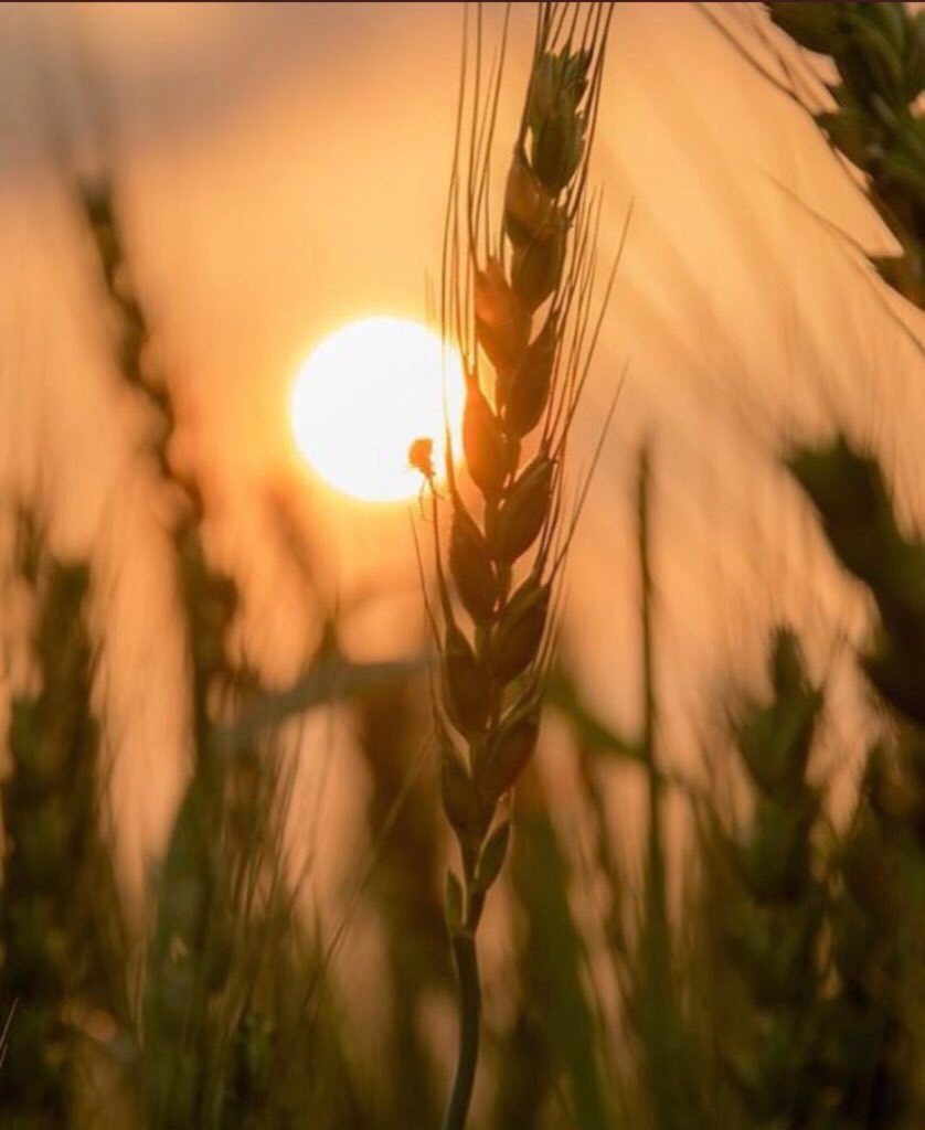 belal_1's tweet photo. 🌻🌻🌻

صبآحكم بدآيہ جميله وطريق مفتُوح
و أمنيآت تتحقُق و راحہ تدوُم 
وسعآدهـ وآبتسآمہُ لا تزُول
.

.

#صباح_الخير 🌹 https://t.co/fmlXXLhPBr