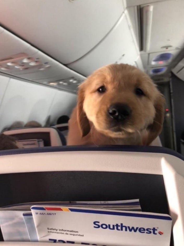 GeneralDarci's tweet photo. “Excuse me, do you fly often?”
#dogsofinstagram #DogsOfTwitter  #dogs #pets https://t.co/IRgxl5rbCX