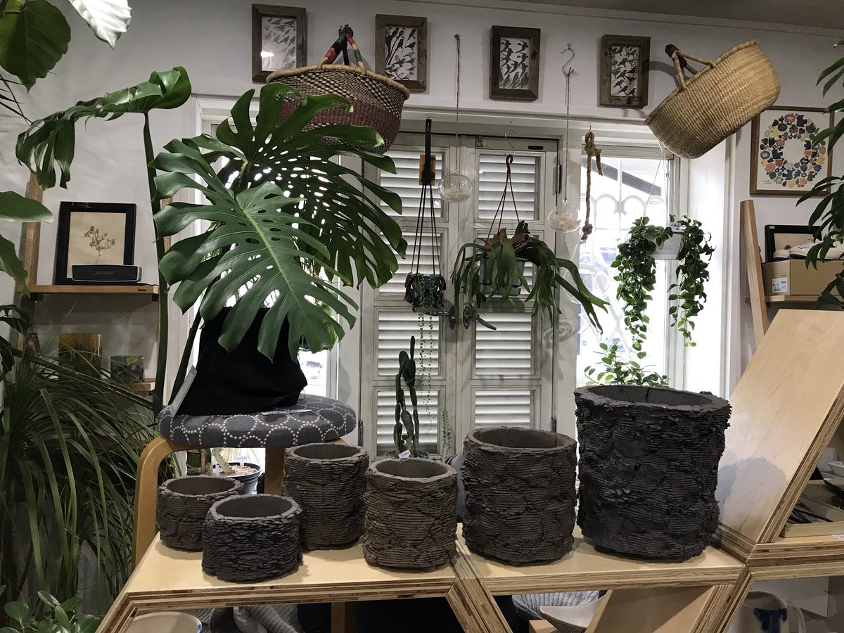 鉢付 グラキリス 塊根 グラキ 信楽焼 COMWORK STUDIO コムワーク COM WORK STUDIO 信楽焼 植木鉢 | GREEN LUCK 鉢付 グラキリス 塊根