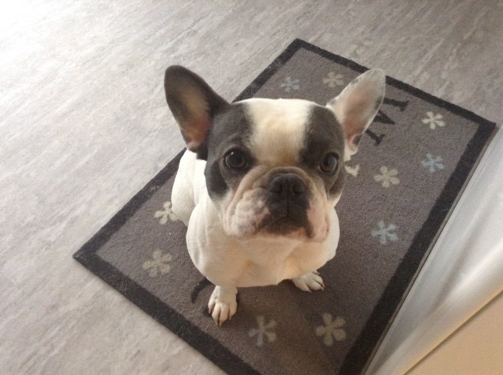 IggyBFrenchie's tweet image. Waiting for birthday breakfast 🐶