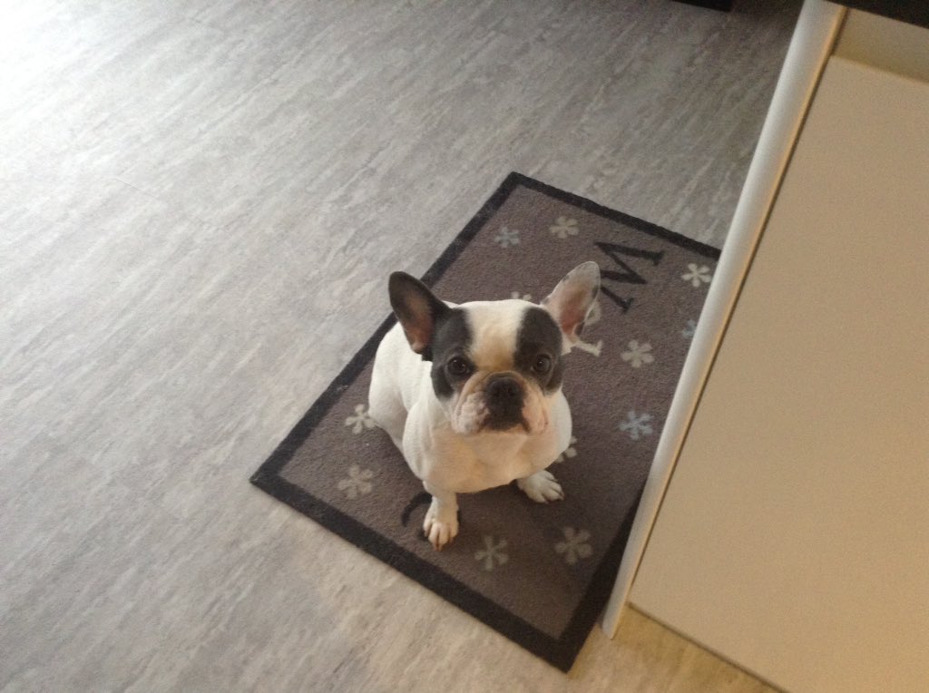 IggyBFrenchie's tweet image. Waiting for birthday breakfast 🐶