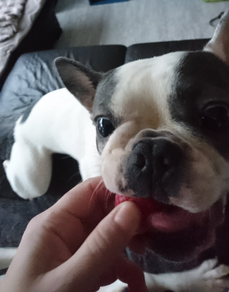 IggyBFrenchie's tweet image. Strawberry time
