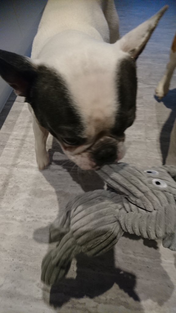 IggyBFrenchie's tweet image. 