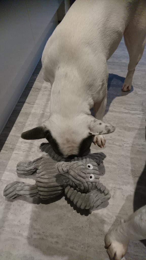 IggyBFrenchie's tweet image. 