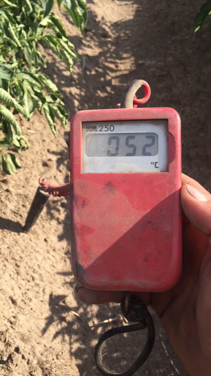 dan_potatoes's tweet image. Checked the ground temp in an irrigated potato crop at 6pm today.... not ideal I hope they don't cook before harvest! #potatoes #chips #hot