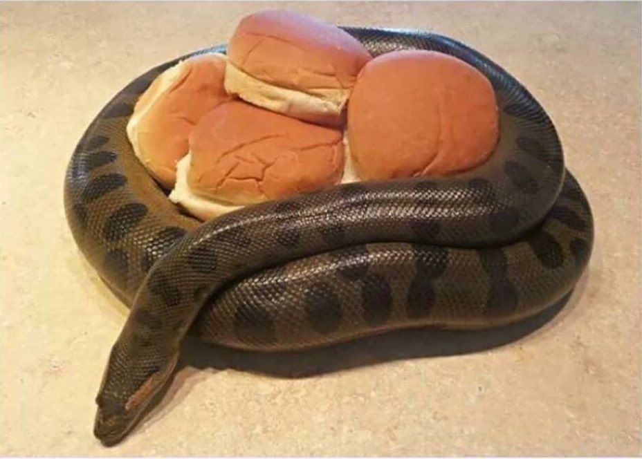 CauseWereGuys's tweet photo. In an unforeseen turn of events, it is actually the anaconda who's got buns, hun. https://t.co/kyUT7ZbVQd