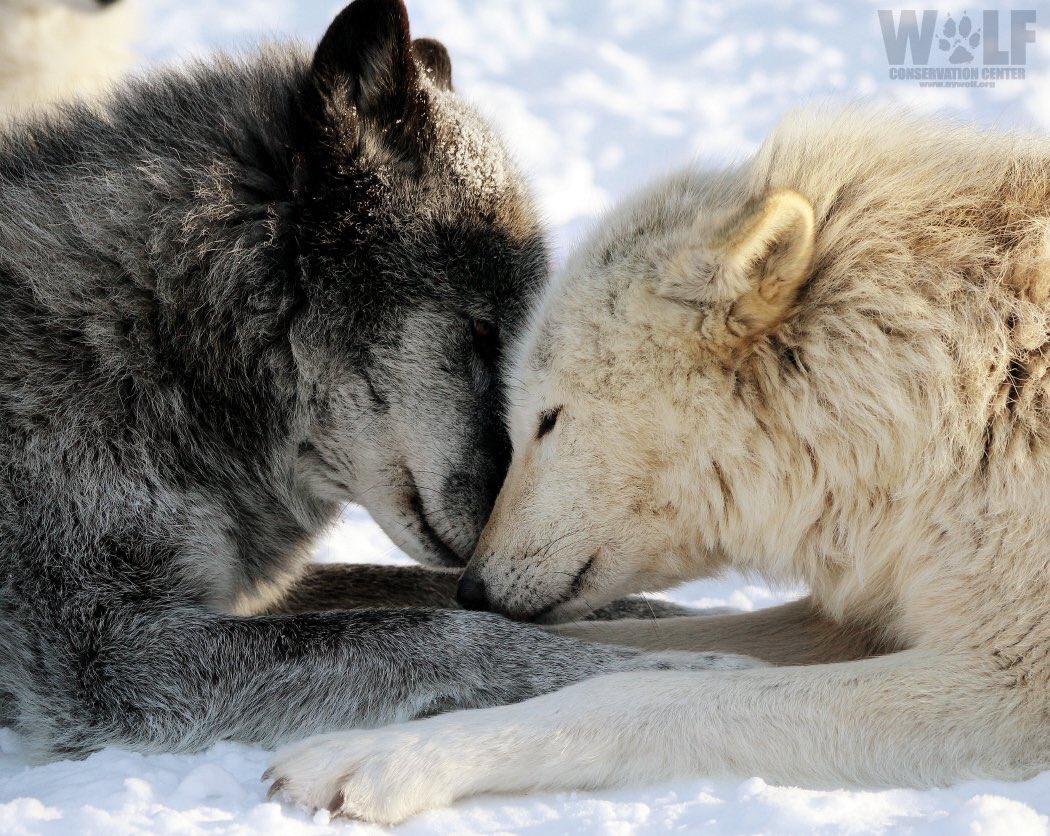 “I’ll love you forever and ever <a href="/copperthepup001/">☠️Çöppér ☠️</a>. You and our pups are everything to me...”