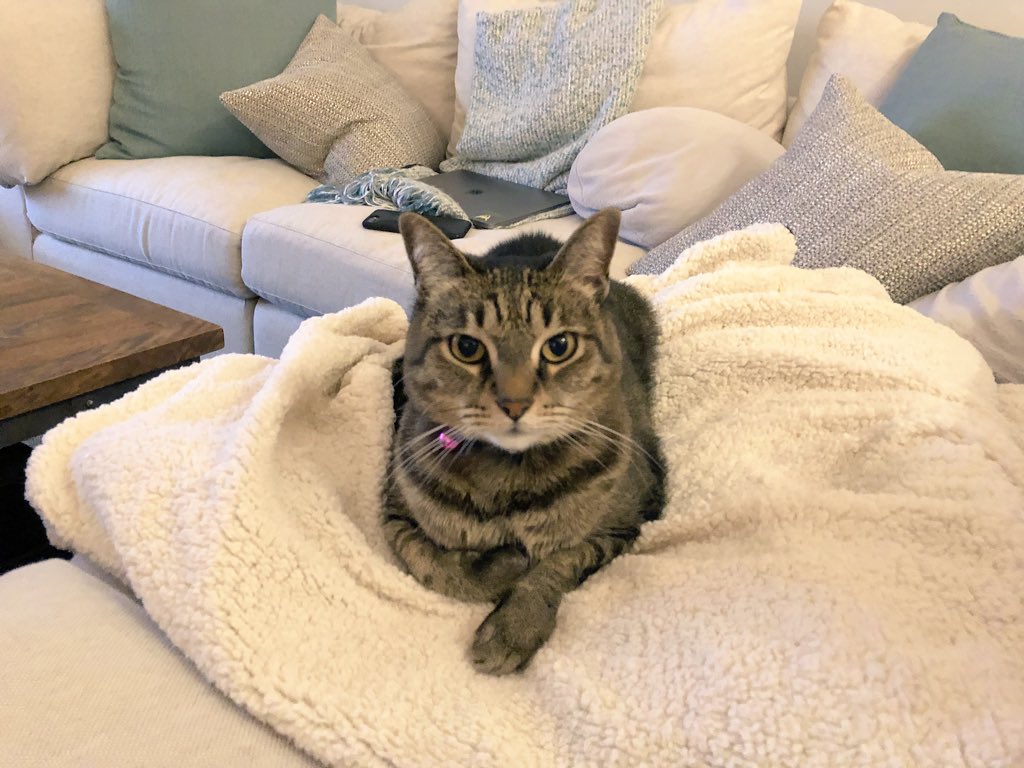 ACatHouse's tweet photo. She has her sights on you. https://t.co/jmrLKyX3Pd