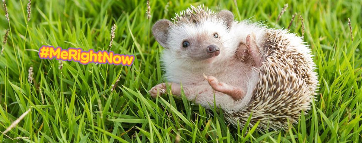 Cdallas92's tweet photo. Omg precious little hedgehog!! 😍😢 @TheGinaBina77 https://t.co/pYVnZvqbza