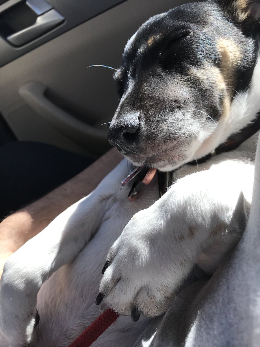 Bandit & Teddy tweet media