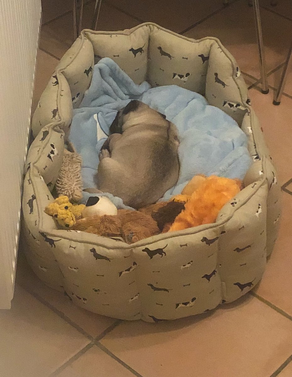 I slept all night in my bed. Kept myself to myself. The fam were pleased, no biggie. #puglife #PugsOfInstagram #puglove