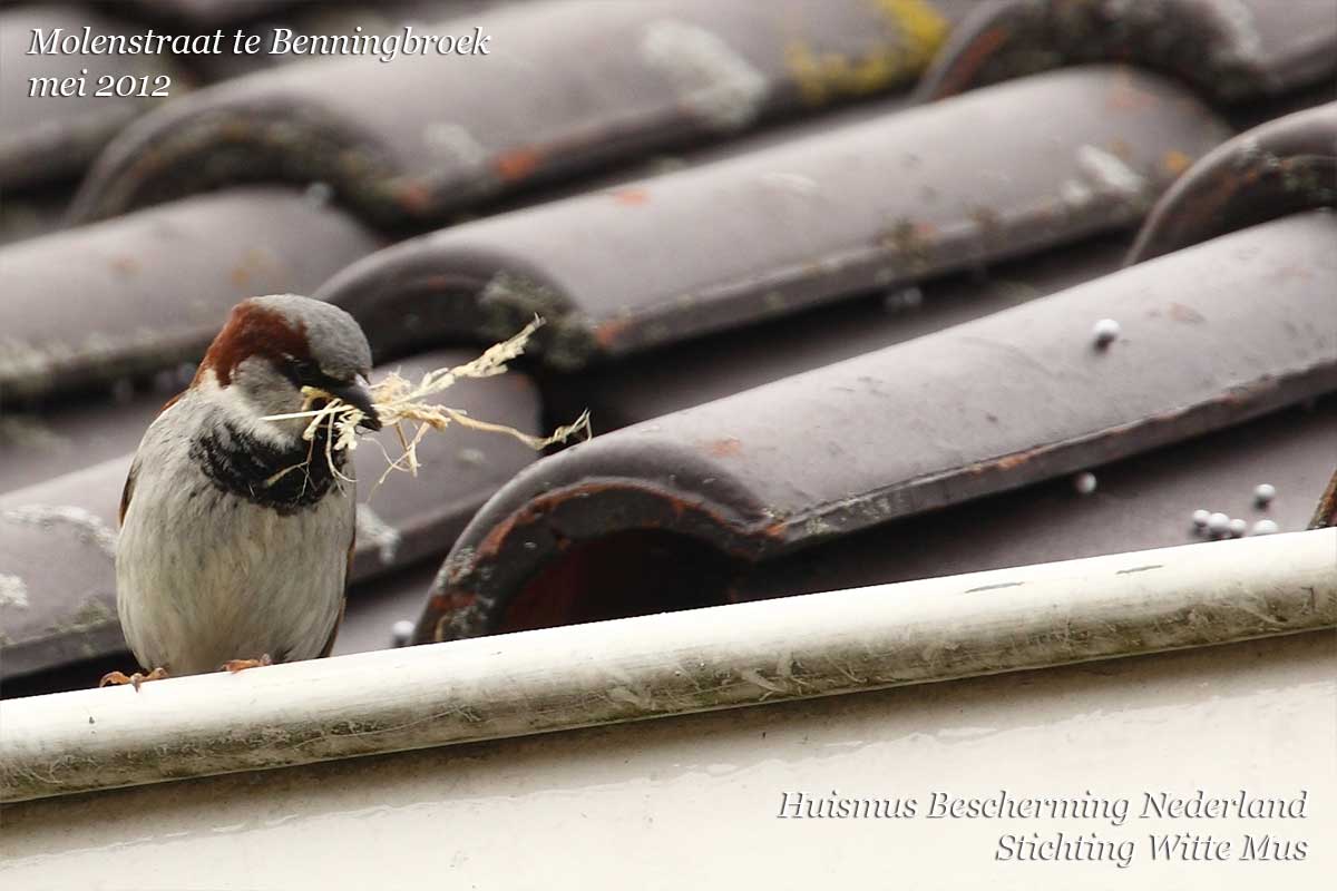 #tuinvogeltelling drie paartjes NEST bouwende #HUISMUSSEN sinds 8 januari 2018. Het #BROEDseizoen van de HUISMUS is begonnen, beste Vogelbescherming <a href="/vogelnieuws/">Vogelbescherming NL</a> video youtube.com . GEEN dakafsluitingen meer SVP  youtube.com/watch?v=YfufgQ…