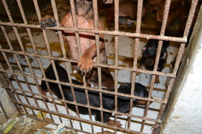 VeronaNews_net's tweet photo. Isola Della Scala: a giudizio titolari e veterinario ... – https://t.co/TfzBsXSxkV – #AmicoCane #AnimaliDaCortile #Degrado #Dermatiti #DetenzioniInCondizioniIcompatibili #GruppoForestaleCarabinieri #Indagini #IsolaDellaScala #Lesioni #Maltrattamento #Otiti #SequestroAllevamento https://t.co/KBlUh7JYRX