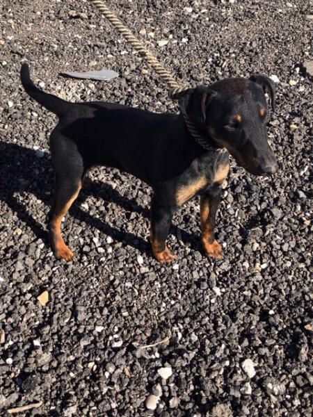 PerreraToledo's tweet photo. •DINGO• #cachorro #bodeguero 1añito. Ha entrado en la perrera muy asustado, URGE #acogida #adopcion para este pequeño.Está sufriendo mucho,ayuda! Es muy chiquitín...buff.ly/2njOmSm https://t.co/H1zyefFrs2