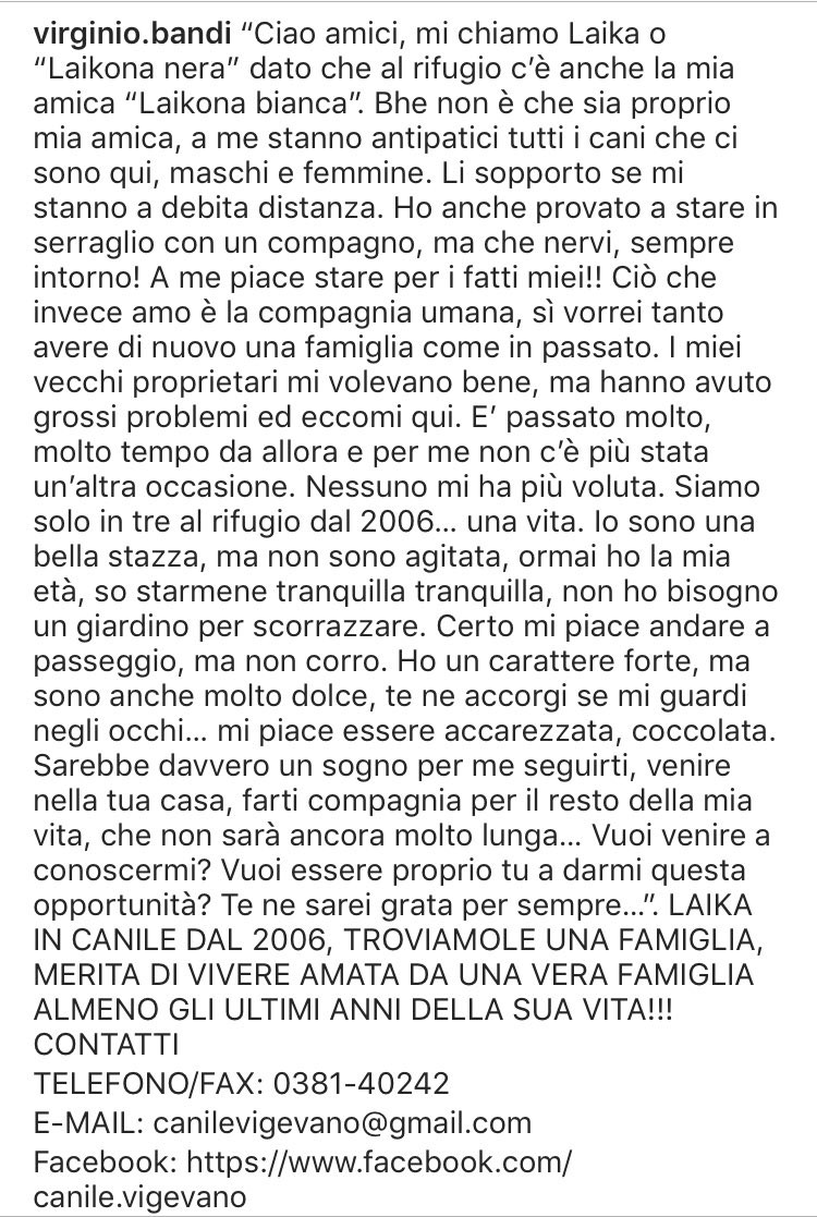 🆘🆘🆘Laika è bellissima e sta cercando una casuccia 🙏🙏🆘🆘🆘