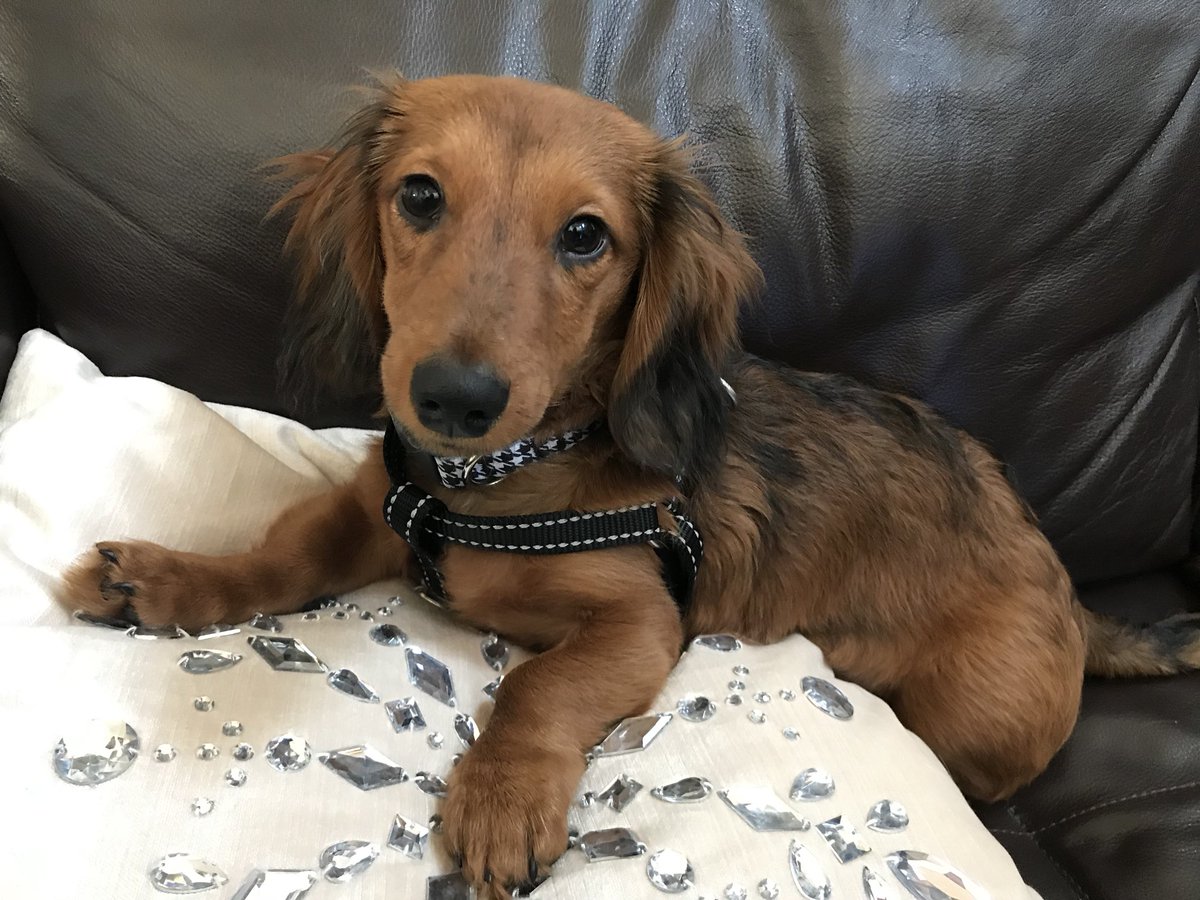 DachDiaries's tweet photo. #GrahamCrackers #DachshundDiaries #Dachshund #WhatsUpDach https://t.co/nJn1cREOdW