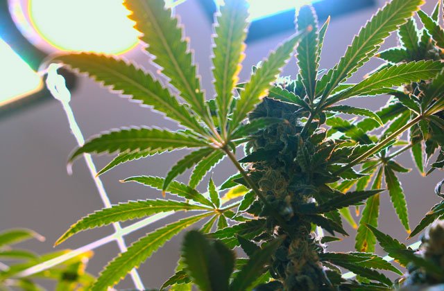 Cannabis #GrowHack: Increase Light Intensity By 60% With This Simple Trick. hightimes.com/grow/grow-hack…