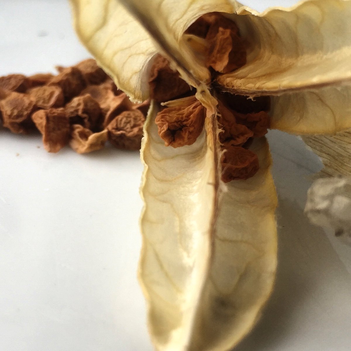 Nu är restlistan publicerad. 5kr/portion för återstående sorter. #frölistan tradgardsamatorerna.nu/sites/default/…