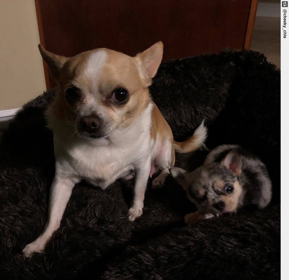 IngloriousDogs's tweet photo. Gah! There’s a mouse in my bed! . . #HereWeGoAgain #HowDoesThisKeepHappening #calltheexterminator ! #puppy #puppies #puppylove https://t.co/gRXcWJ0Sjj