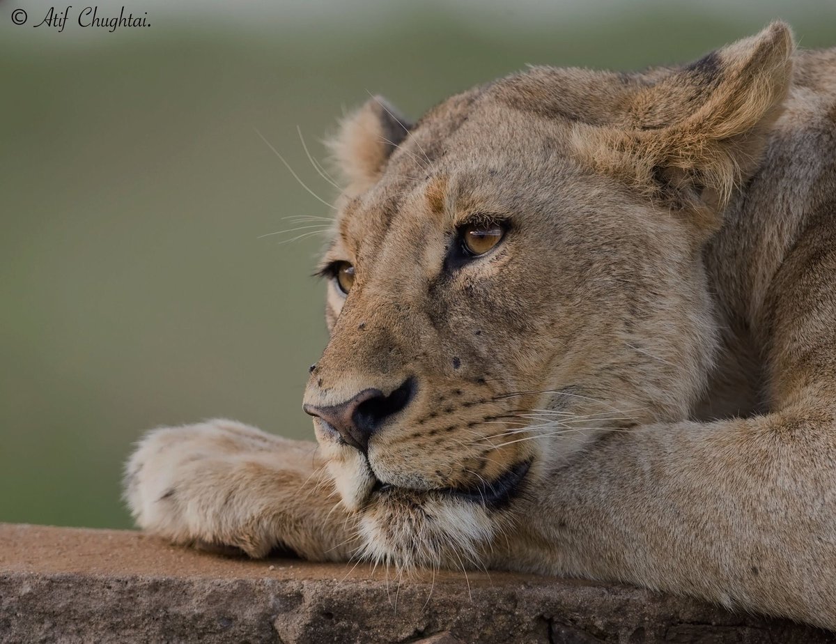 KWSKenya's tweet image. Do not approach wildlife,no matter how calm they appear to be.Use binoculars,spotting copes and cameras with zoom lenses to get a closer look of wildlife. #HappySunday #DiscoverKWSParks