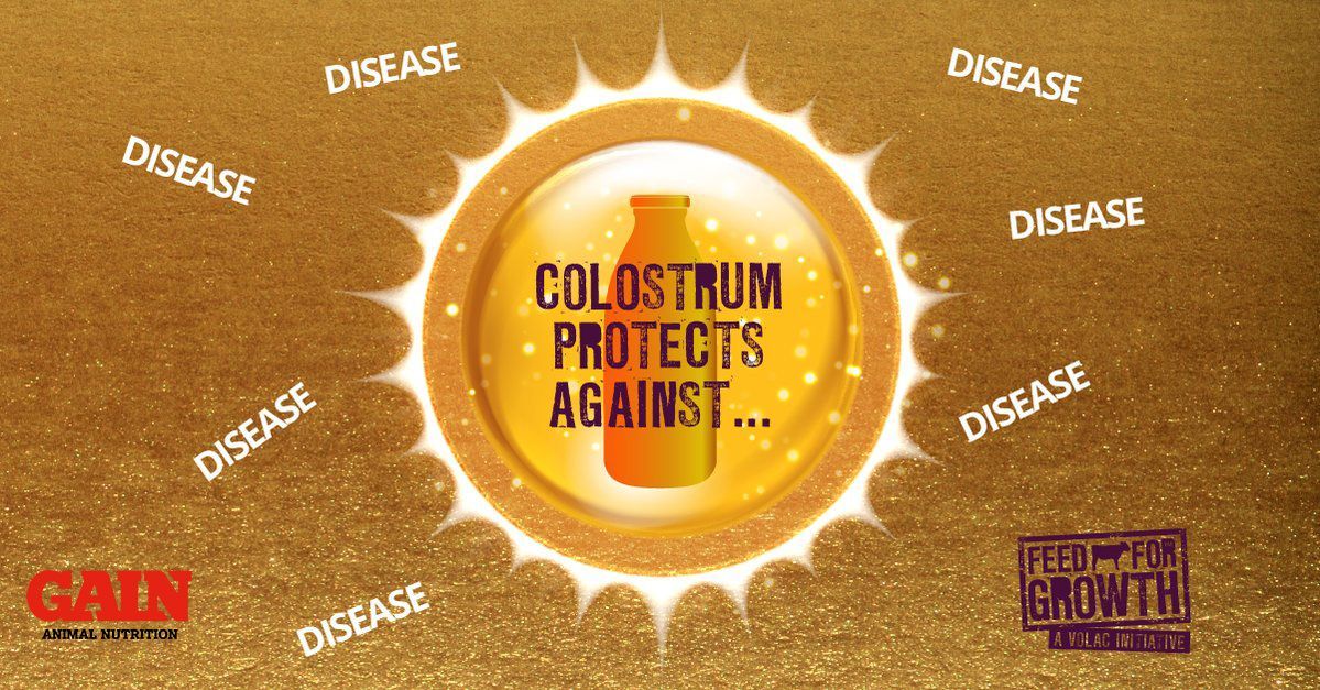 TirlanFarmLife's tweet image. Colostrum is rich in vitamins, trace elements, minerals energy, protein, antibodies &amp;amp; protects against disease, Remember the 3-2-1 rule #calving17 #gaincalfnutrition