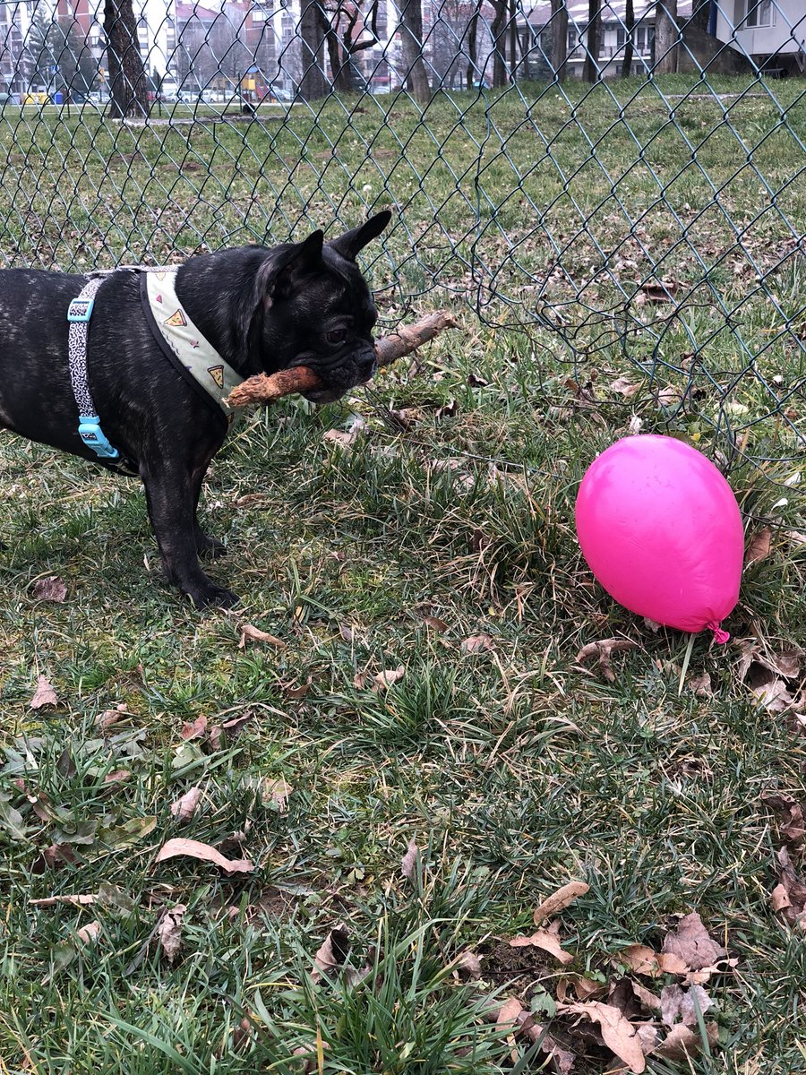 breethefrenchie's tweet photo. Oh wait, did you say Pink ?? πππ½#pinkballoon #pink #frenchbulldog #frenchie #bulldog #breethefrenchie #studio905 https://t.co/BaVK2Uju5i