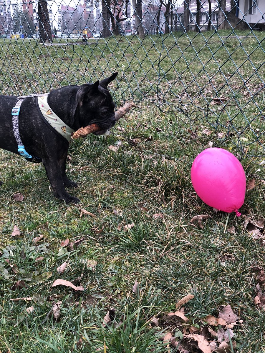 breethefrenchie's tweet photo. Oh wait, did you say Pink ?? πππ½#pinkballoon #pink #frenchbulldog #frenchie #bulldog #breethefrenchie #studio905 https://t.co/BaVK2Uju5i