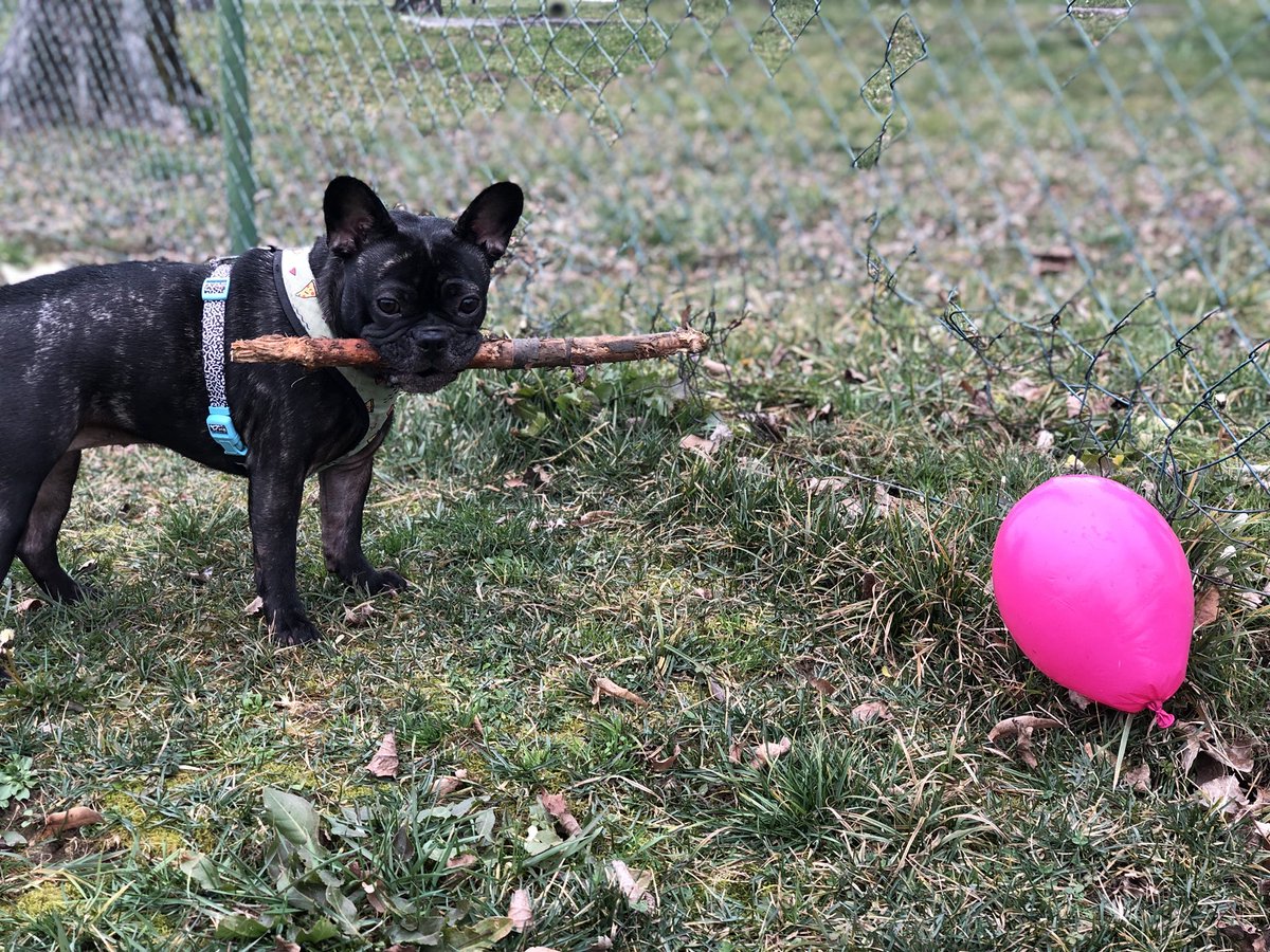 breethefrenchie's tweet photo. Oh wait, did you say Pink ?? πππ½#pinkballoon #pink #frenchbulldog #frenchie #bulldog #breethefrenchie #studio905 https://t.co/BaVK2Uju5i