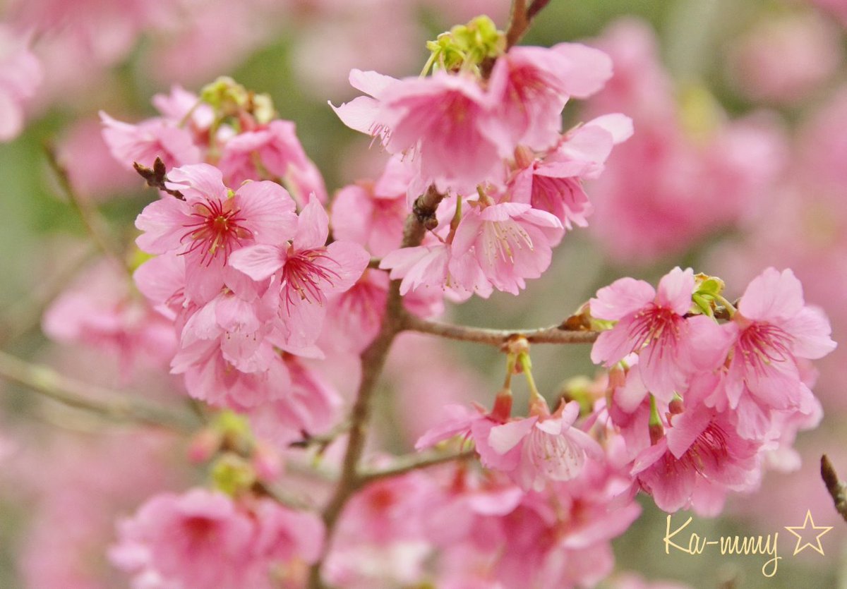 Ka Mmy 今帰仁グスク桜まつり 沖縄の冬の一番寒ーい時期に咲く 寒緋桜 1月27日の開花状況は6分咲きでした 今年は桜の開花スピードが早いっ と思う たびらい沖縄 Facebookページ T Co Dyahwqlcga 沖縄 今帰仁 桜まつり 寒緋桜