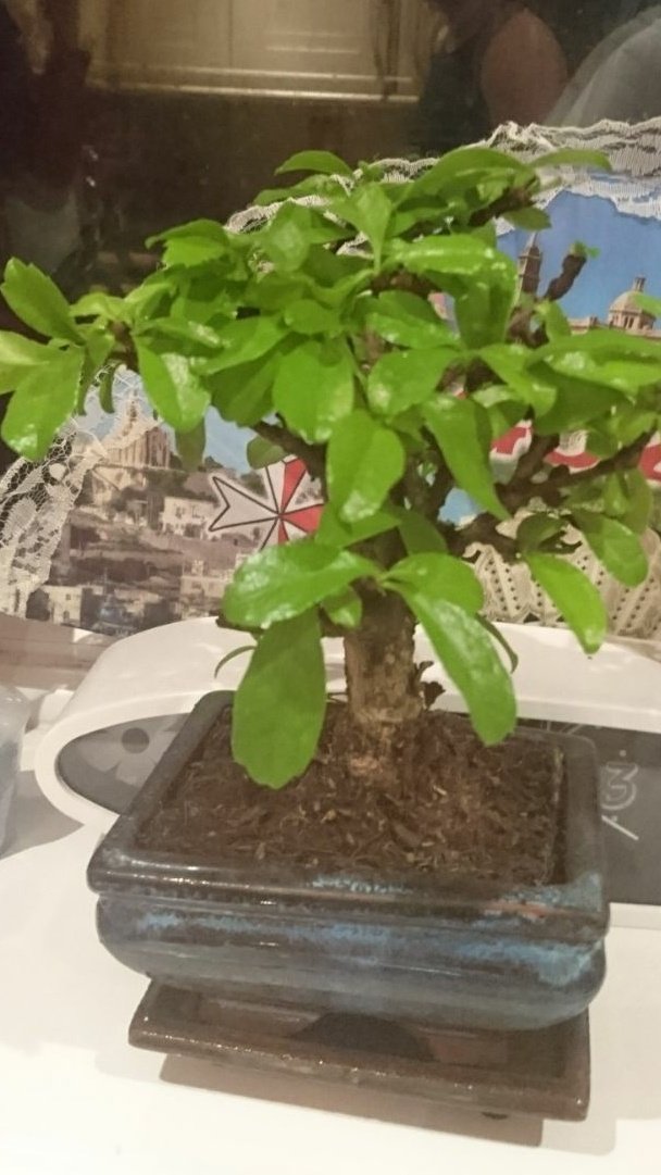 Laceyryan85's tweet photo. Brought myself a bonsai tree #Bonsai https://t.co/qxD9TExKYH